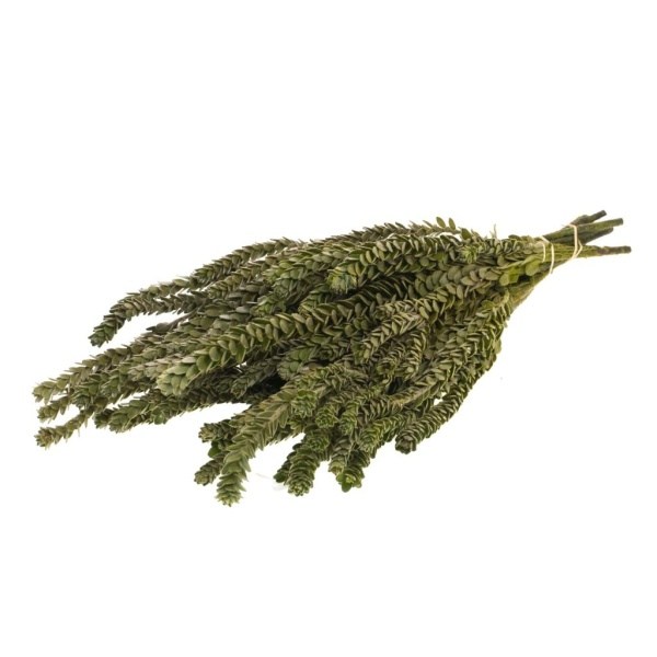 Buxifolia mini preserved natural green